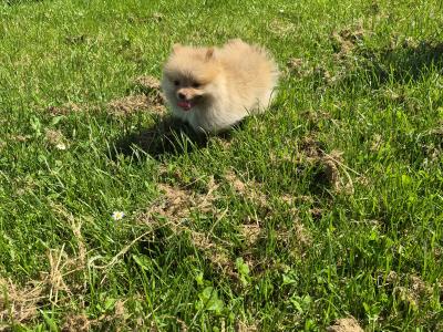 Male Pomeranian puppy for sale in Galway - WhatsApp me 0857667050
