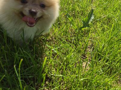 Male Pomeranian puppy for sale in Galway - WhatsApp me 0857667050