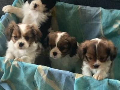 Adorable litter of Cavalier King Charles puppies for sale in Mayo
