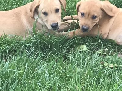 Labrador puppies in Kilkenny