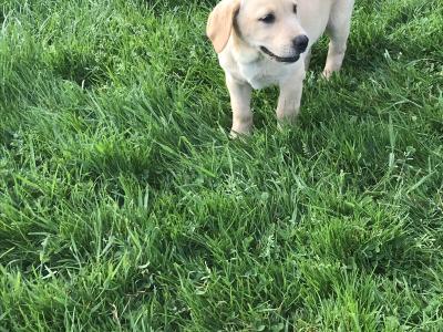 Labrador puppies in Kilkenny