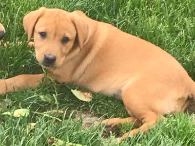 Labrador puppies in Kilkenny