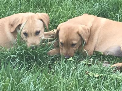 Labrador puppies in Kilkenny