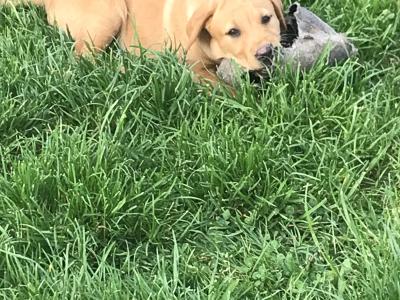 Labrador puppies in Kilkenny