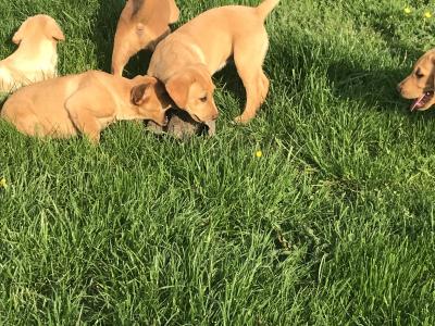Labrador puppies in Kilkenny