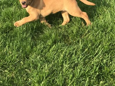 Labrador puppies in Kilkenny