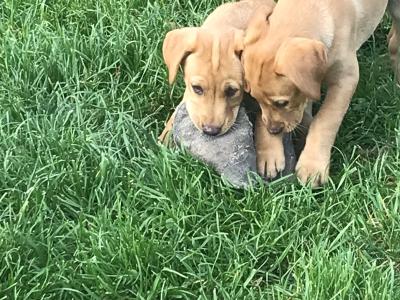 Labrador puppies in Kilkenny
