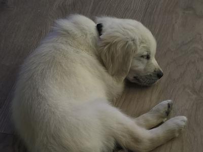 Lucky is a 3 month old male Golden Retriever puppy in Dublin