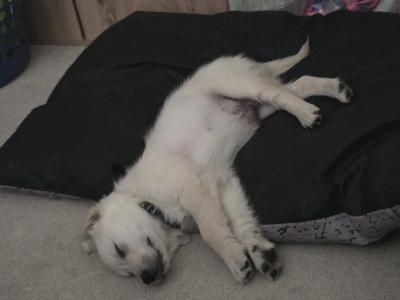 Lucky is a 3 month old male Golden Retriever puppy in Dublin