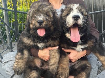 F1b Standard Bernadoodle puppies in Tipperary
