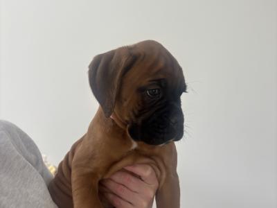 10 week old IKC Registered (pending) boxer puppies