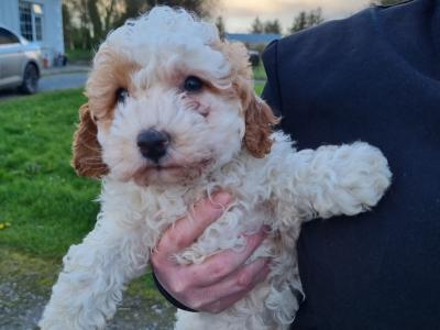 All sold thanks to everyone that gave our little babies new homes