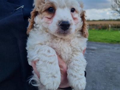 All sold thanks to everyone that gave our little babies new homes