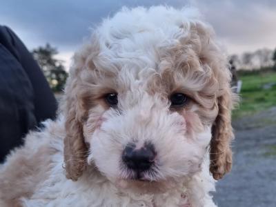 Bernedoodle cavapoo puppies in Galway - only 2 left