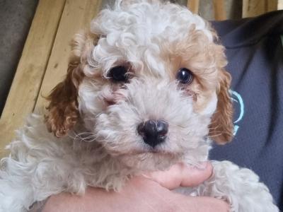All sold thanks to everyone that gave our little babies new homes