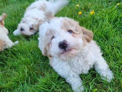 All sold thanks to everyone that gave our little babies new homes