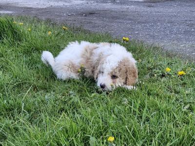All sold thanks to everyone that gave our little babies new homes