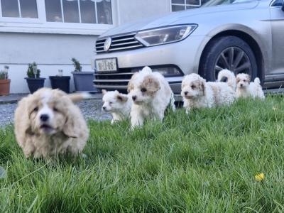 All sold thanks to everyone that gave our little babies new homes