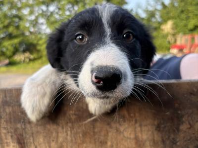3 Border Collies for sale in Cavan Please Contact number in description