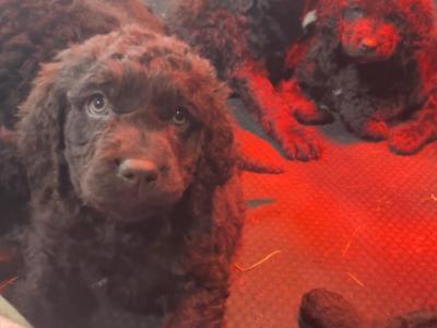 IKC Registered (pending) Irish Water Spaniel puppies for sale in Monaghan