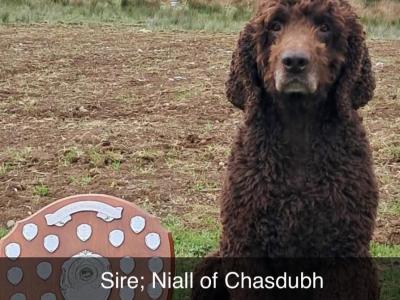 IKC Registered (pending) Irish Water Spaniel puppies for sale in Monaghan