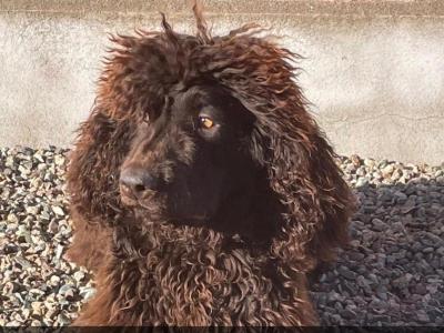 IKC Registered (pending) Irish Water Spaniel puppies for sale in Monaghan