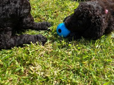 IKC Registered (pending) Irish Water Spaniel puppies for sale in Monaghan