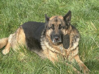 2 German Shepherds in Cork