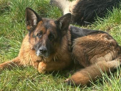 2 German Shepherds in Cork
