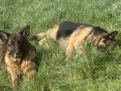 2 German Shepherds in Cork