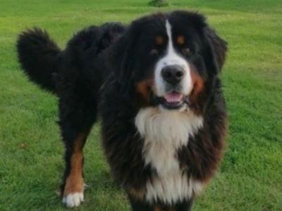 F1b Standard Bernadoodle puppies in Tipperary