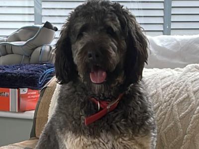 F1b Standard Bernadoodle puppies in Tipperary