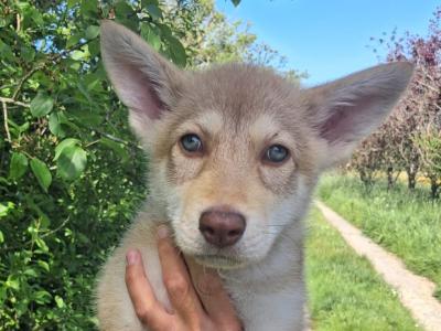 IKC Registered (pending) Saarloos Wolfdog puppies in Tipperary