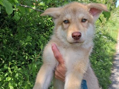 IKC Registered (pending) Saarloos Wolfdog puppies in Tipperary