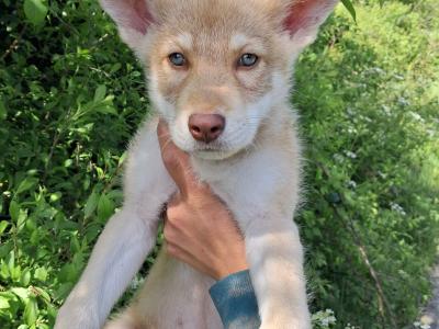 IKC Registered (pending) Saarloos Wolfdog puppies in Tipperary