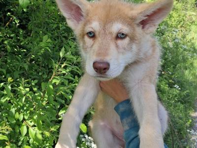 IKC Registered (pending) Saarloos Wolfdog puppies in Tipperary