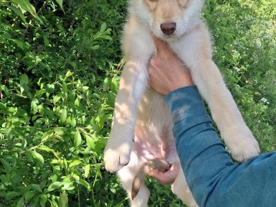 IKC Registered (pending) Saarloos Wolfdog puppies in Tipperary