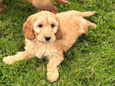 Fabulous Cockapoo puppies in Wexford