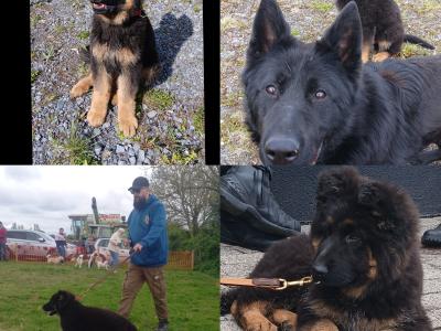 IKC  German Shepherd Pup 5 Generation Pedigree