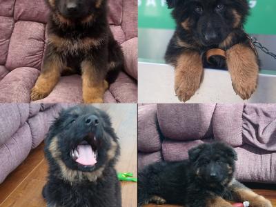 IKC  German Shepherd Pup 5 Generation Pedigree
