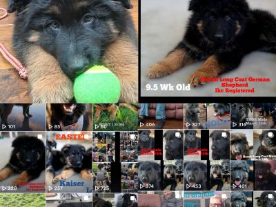 IKC  German Shepherd Pup 5 Generation Pedigree