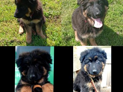 IKC  German Shepherd Pup 5 Generation Pedigree