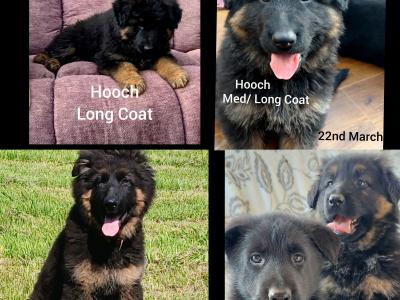 IKC  German Shepherd Pup 5 Generation Pedigree