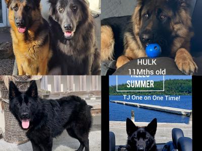 IKC  German Shepherd Pup 5 Generation Pedigree