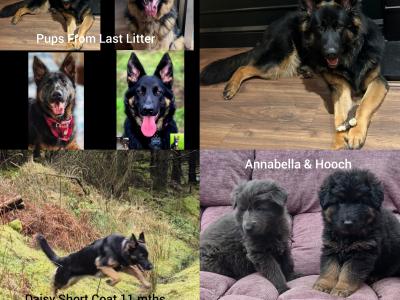IKC  German Shepherd Pup 5 Generation Pedigree