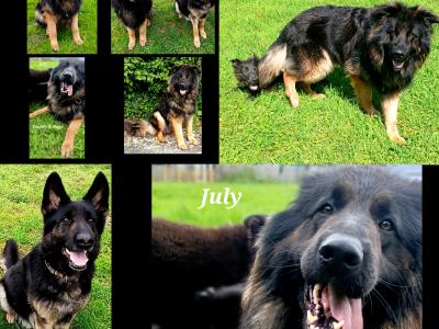IKC  German Shepherd Pup 5 Generation Pedigree