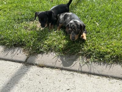 Miniature Smooth Hair Dachshund puppies in Monaghan