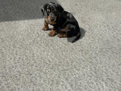 Miniature Smooth Hair Dachshund puppies in Monaghan