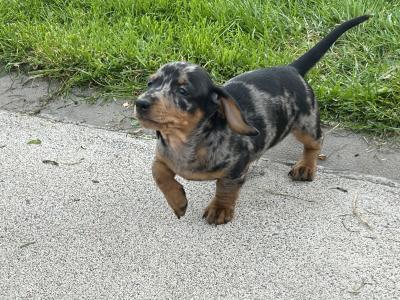 Miniature Smooth Hair Dachshund puppies in Monaghan
