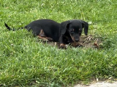 Miniature Smooth Hair Dachshund puppies in Monaghan
